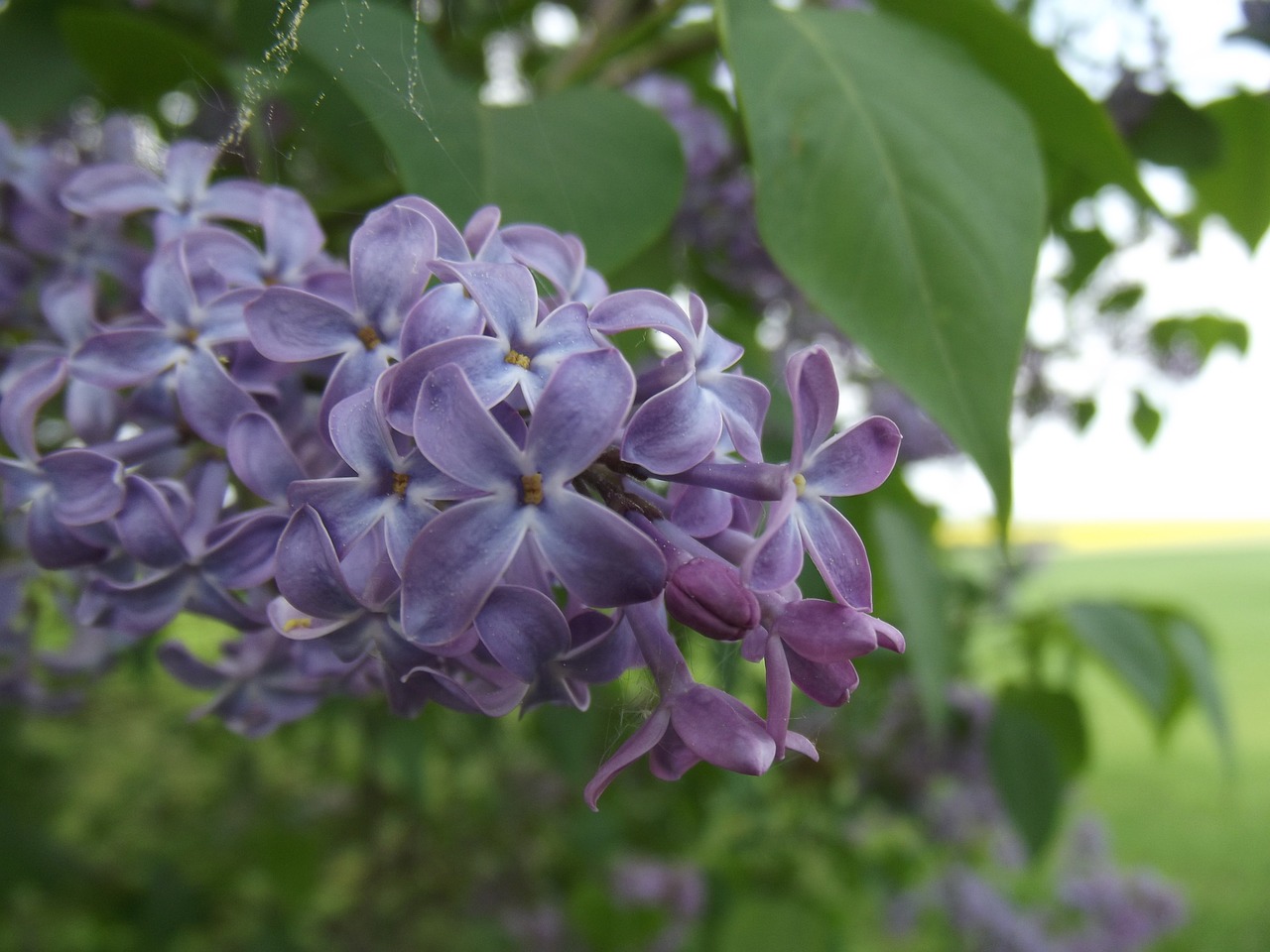 macro flower purple free photo