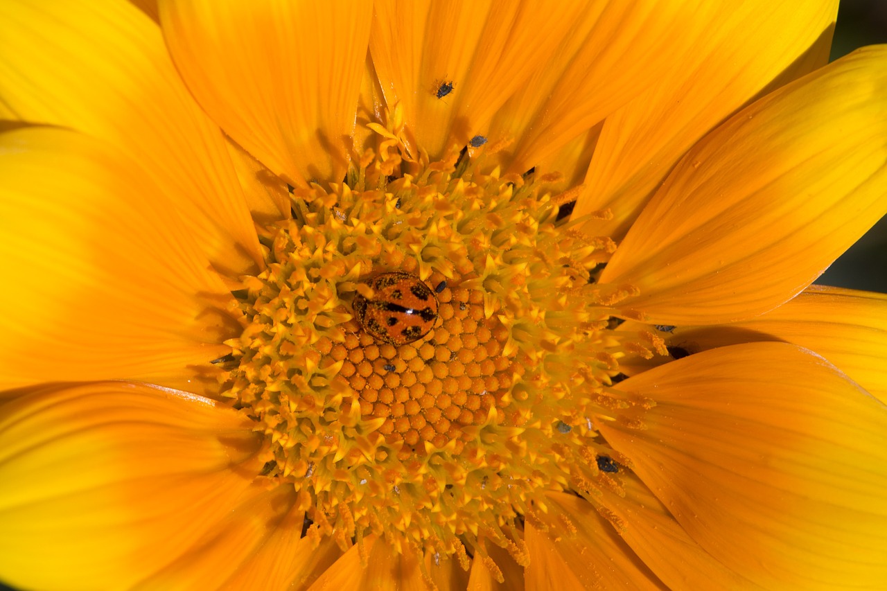 macro daisy plant free photo