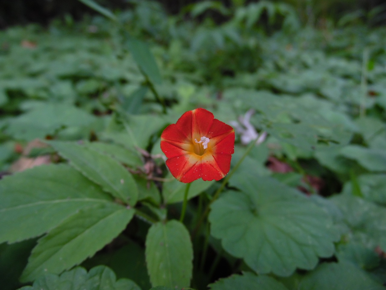 macro red nature free photo