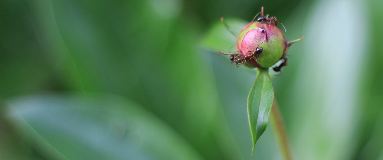 macro ants nature free photo