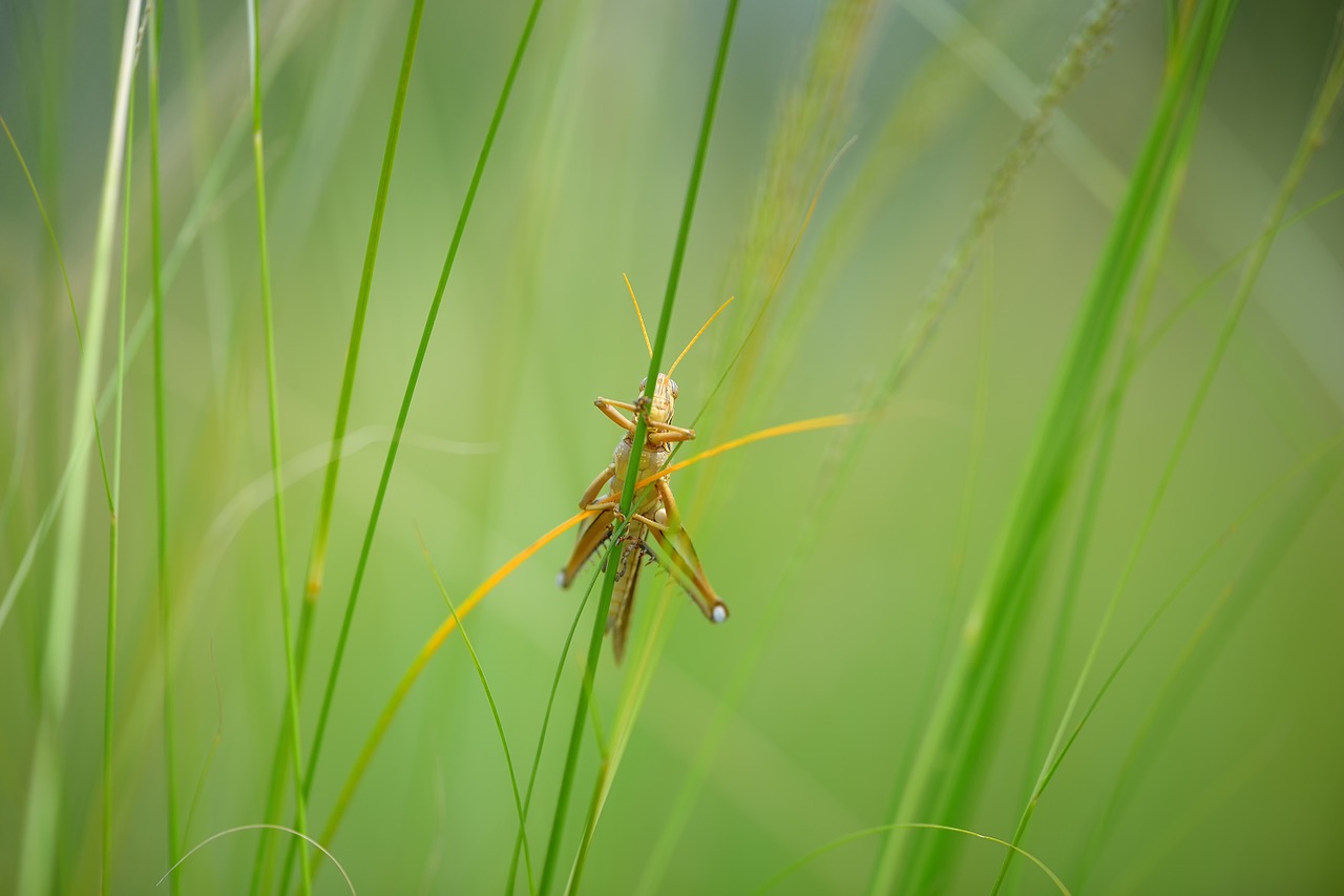 macro grasshopper insects free photo