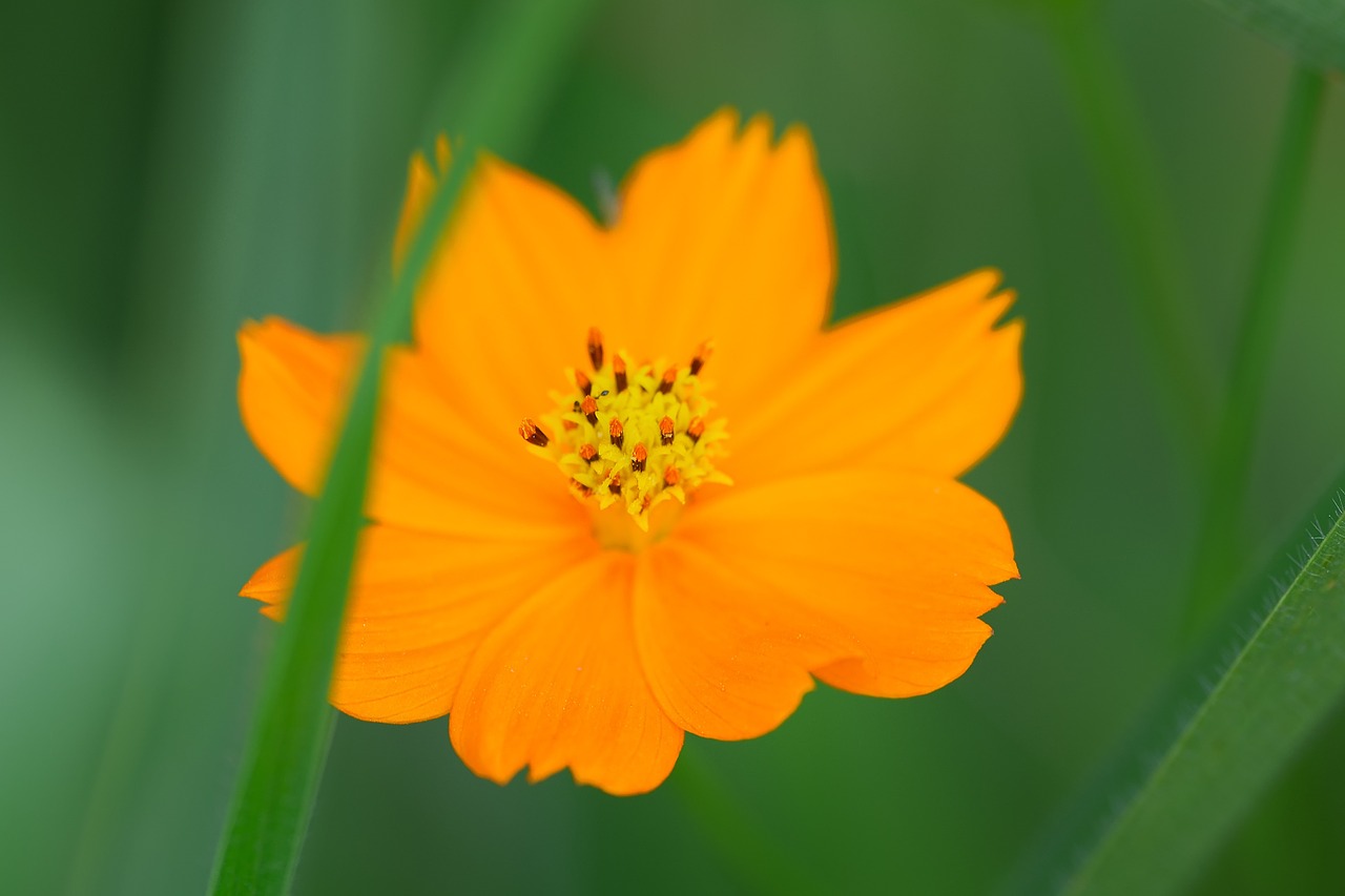 cosmos flower gold orange free photo