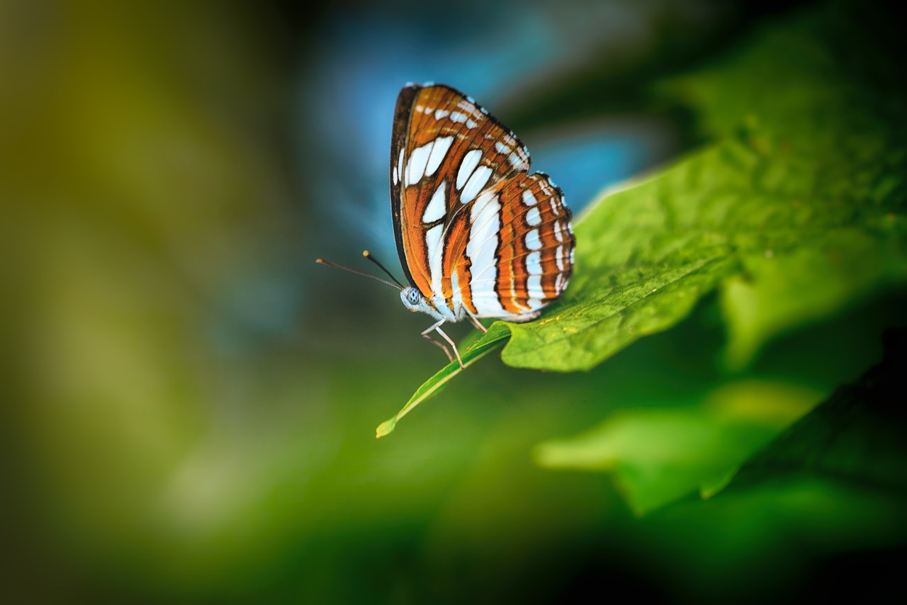 macro butterfly wing free photo