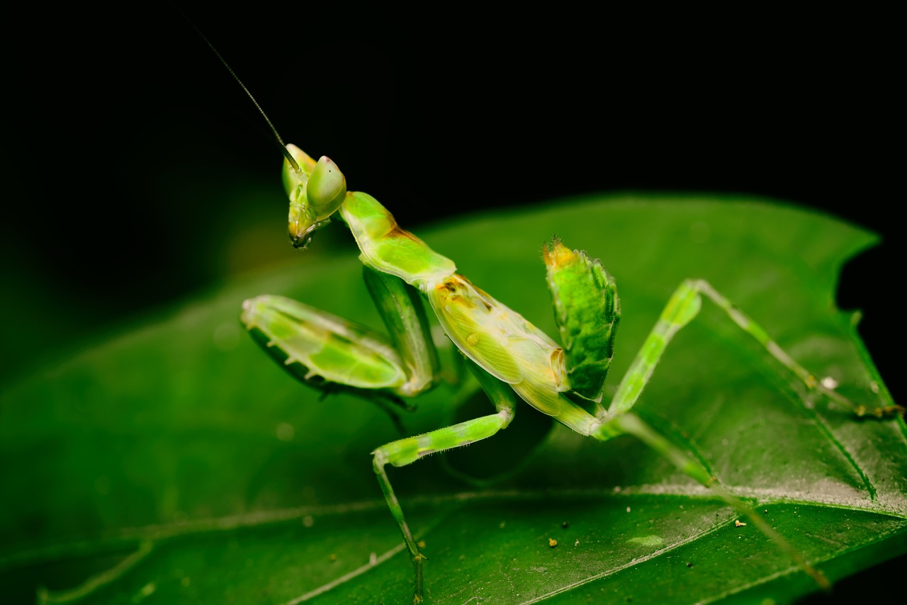 macro mantis insects free photo