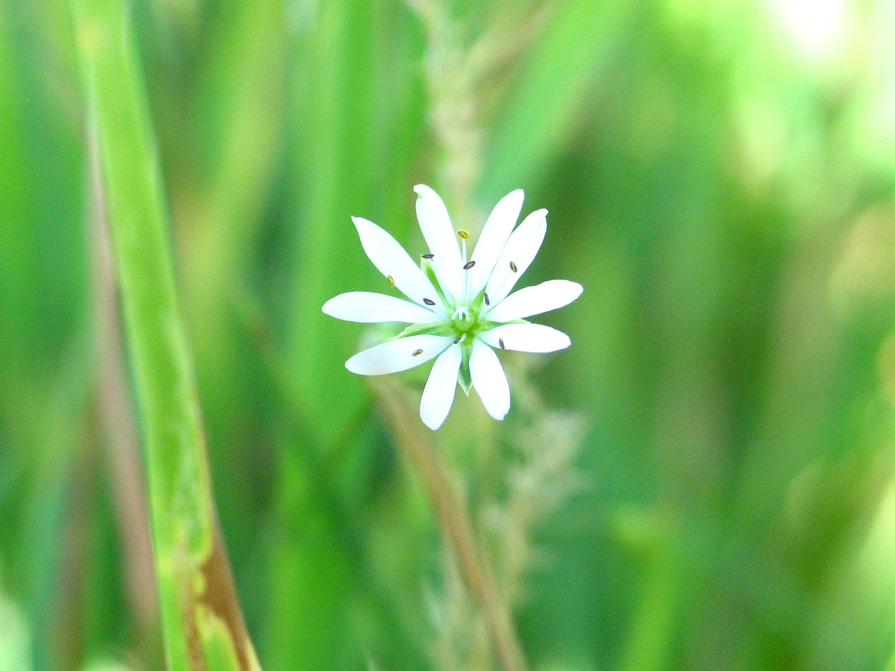 macro grass flower free photo