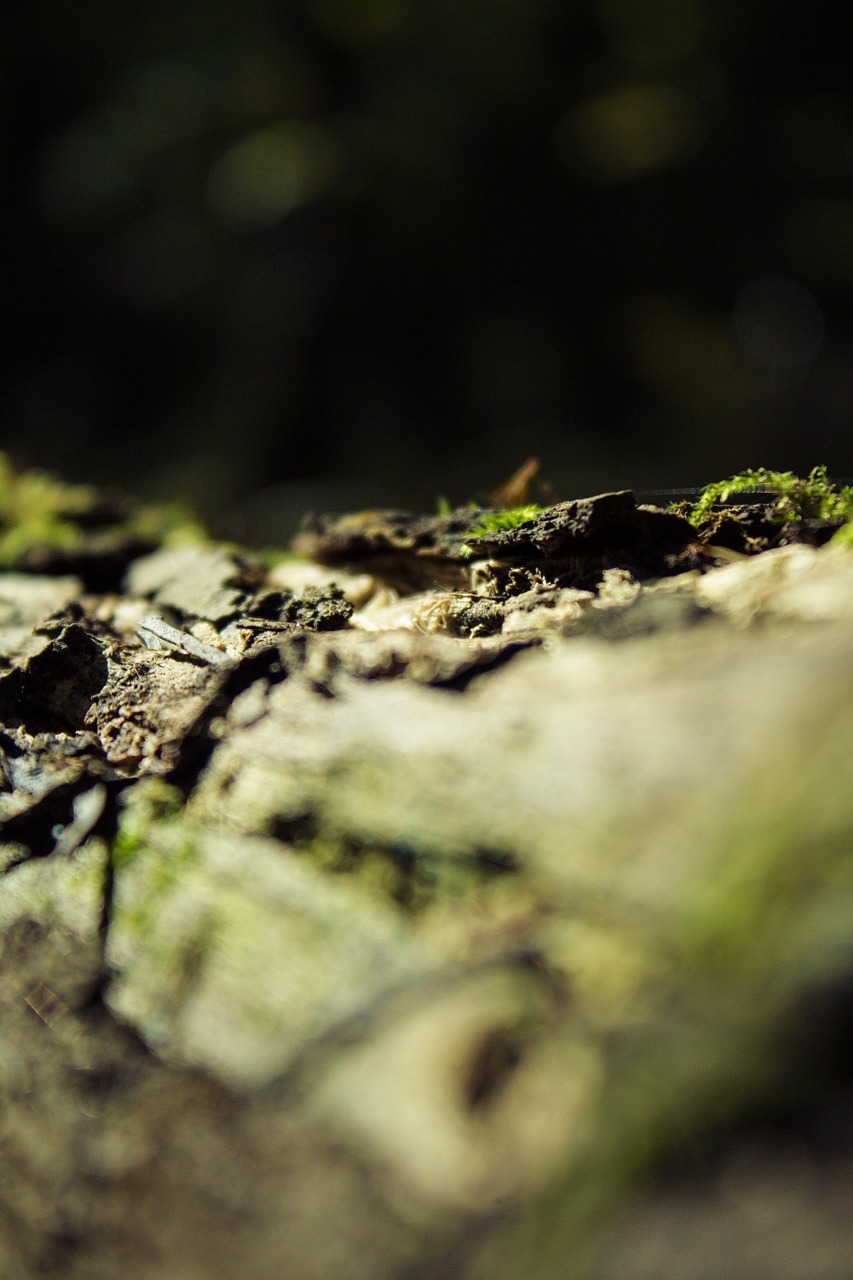 macro moss forest free photo