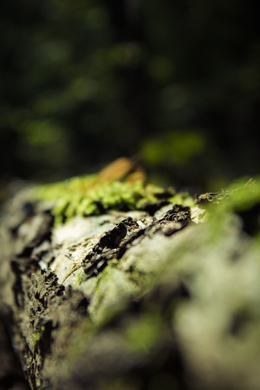 macro moss forest free photo