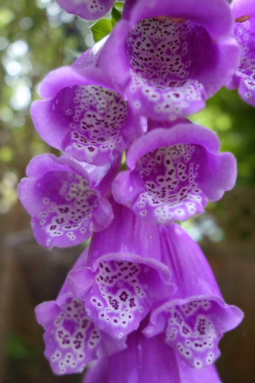 macro plant pink free photo