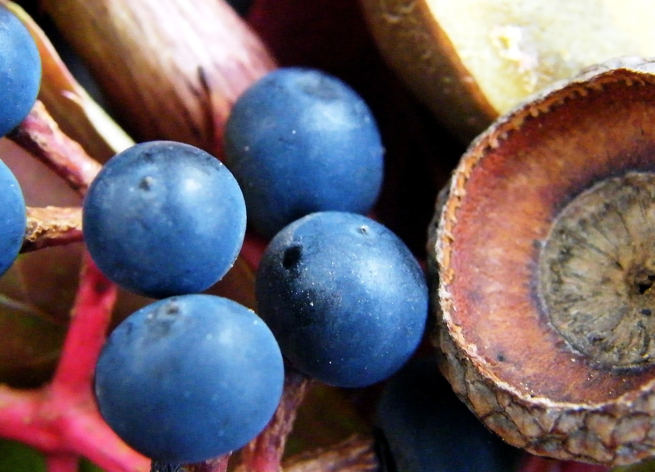 macro blue berries free photo