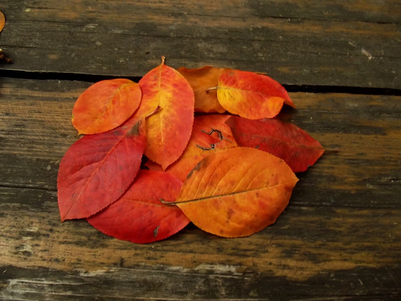 macro sheet leaves free photo