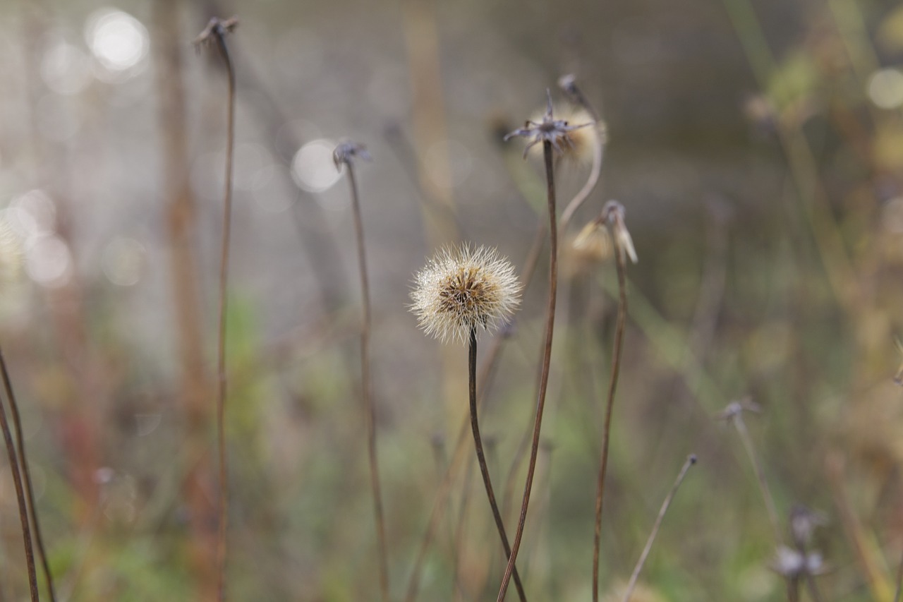 dandelion macro nature free photo