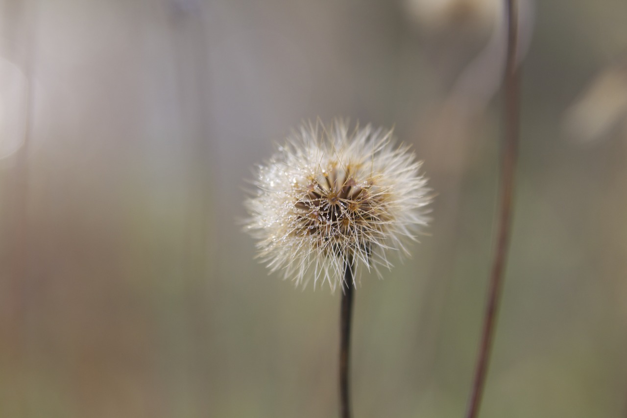 dandelion macro nature free photo