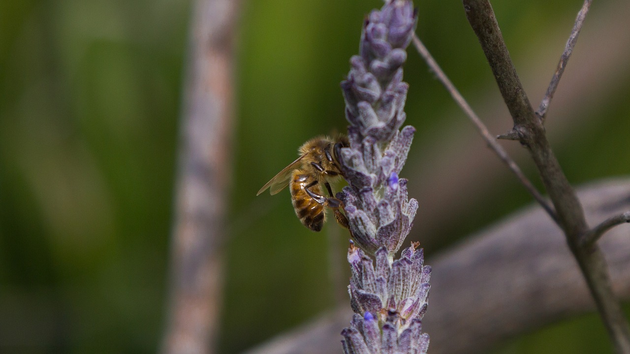 macro bee lavender melbourne free photo