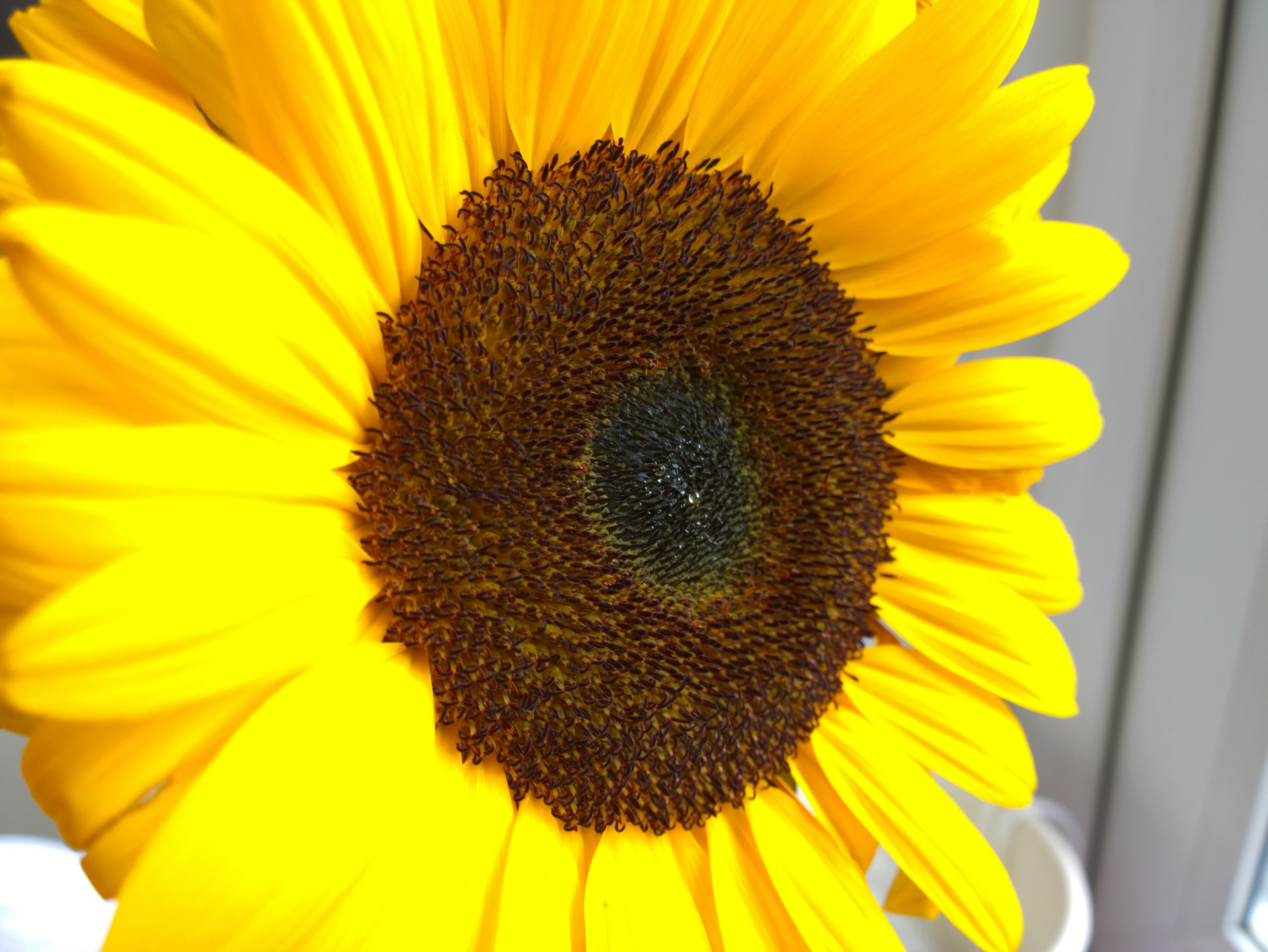 close up sunflower flower free photo