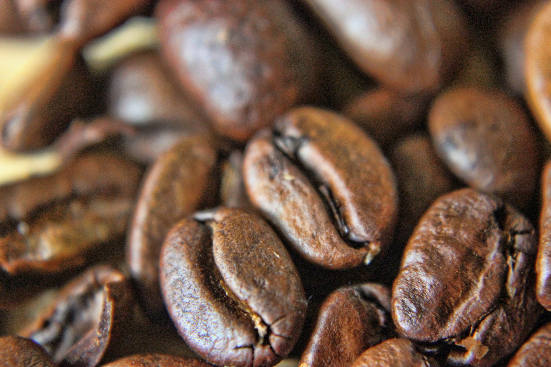 coffee macro bean free photo
