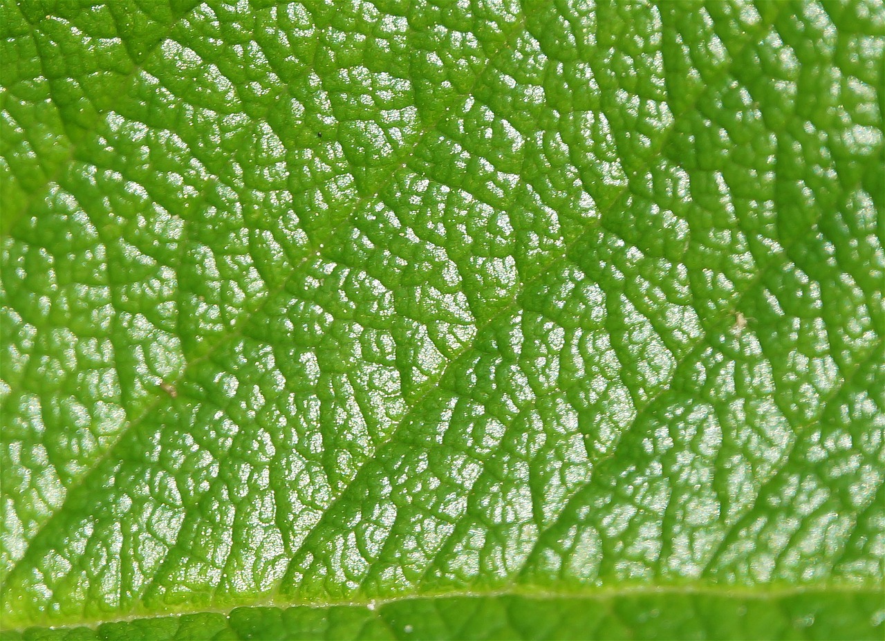 macro detail rose leaf rose rugosa rose free photo