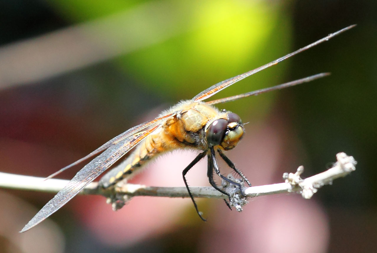 animal bug closeup free photo