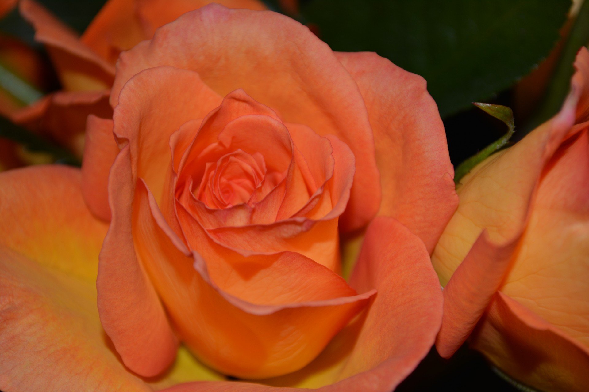 rose flower peach free photo