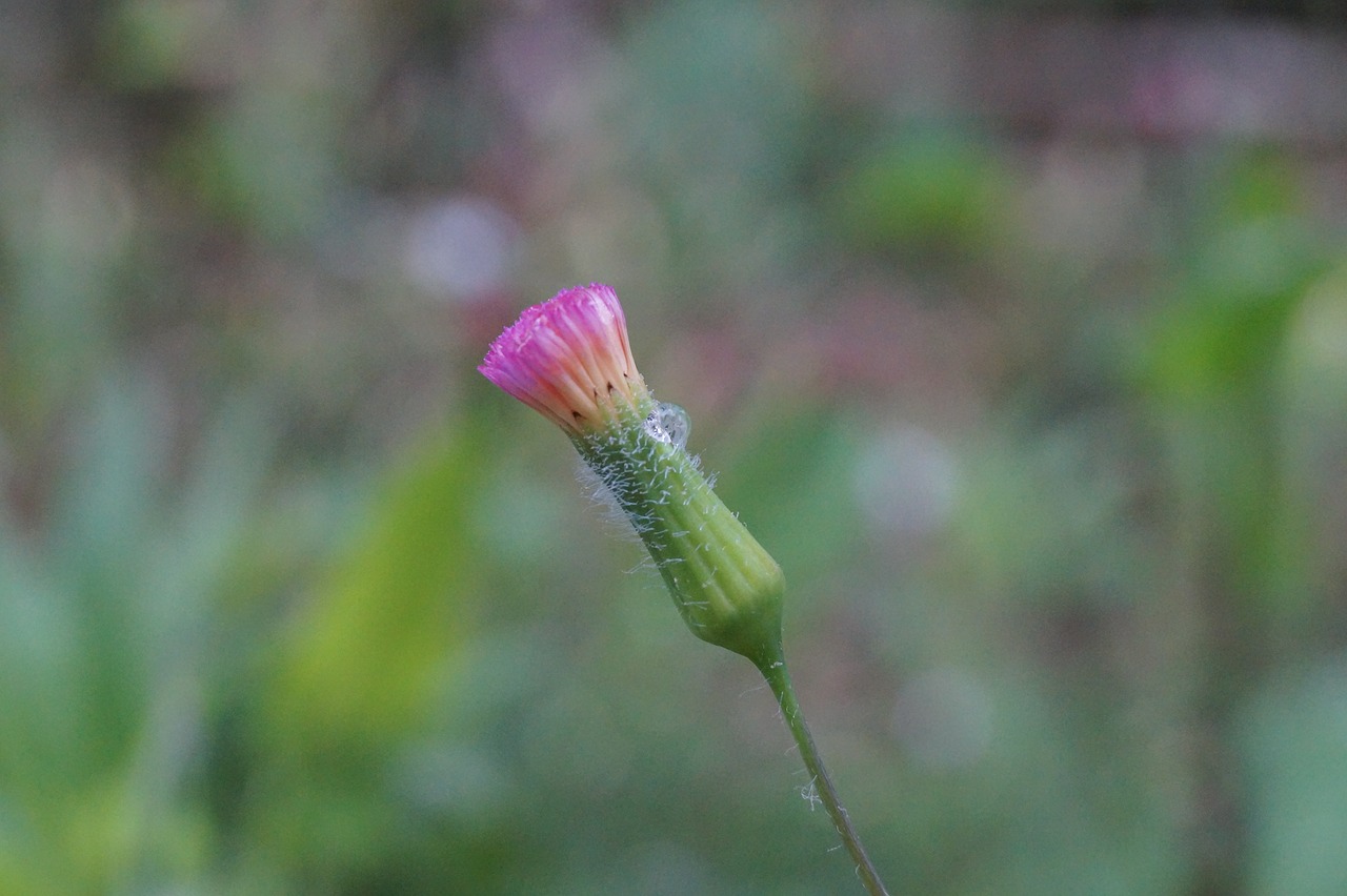 macro flower flower near pink flower free photo