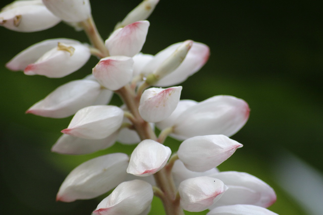 macro flowers bud branch free photo