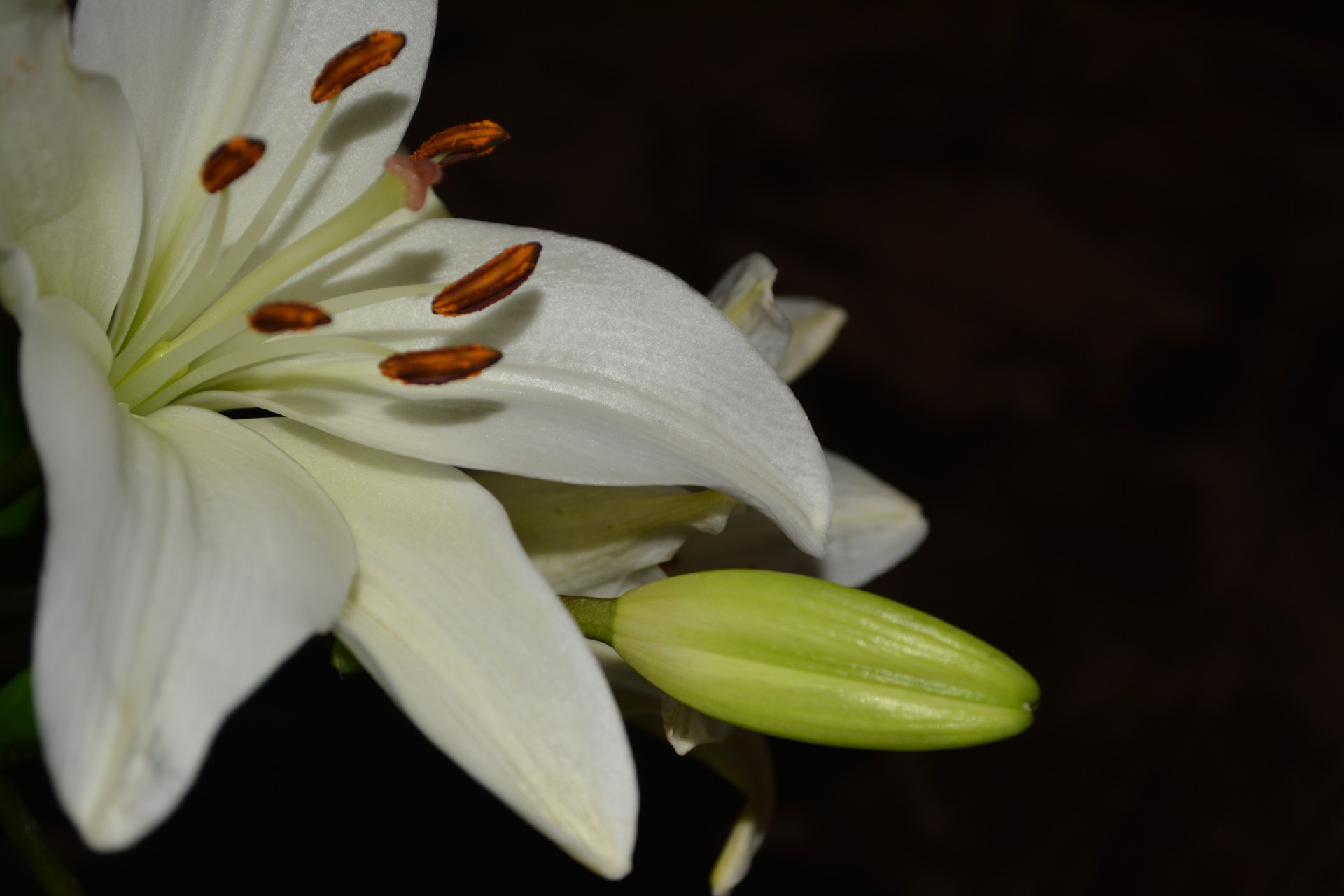 lilies flora plant free photo