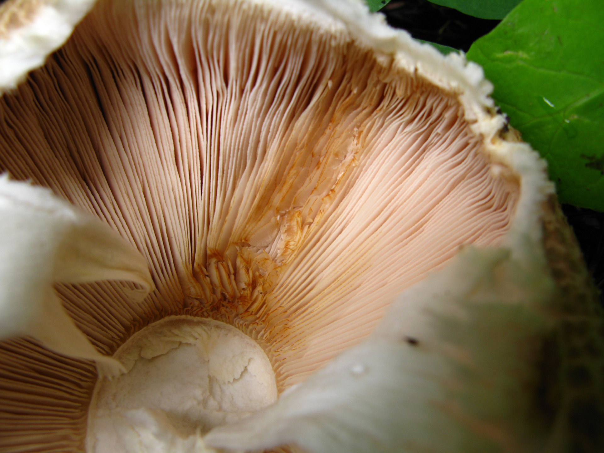 mushroom gills forest free photo