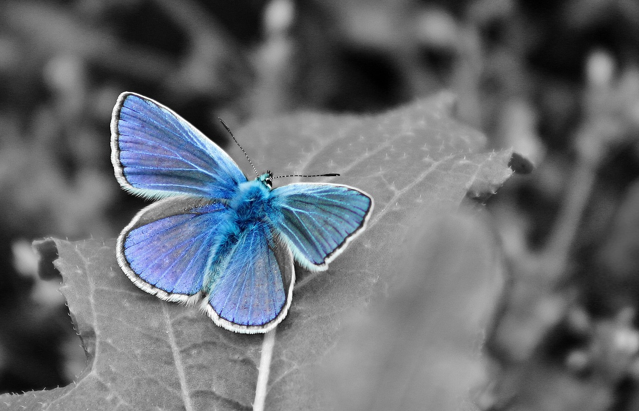 macro nature butterfly summer free photo