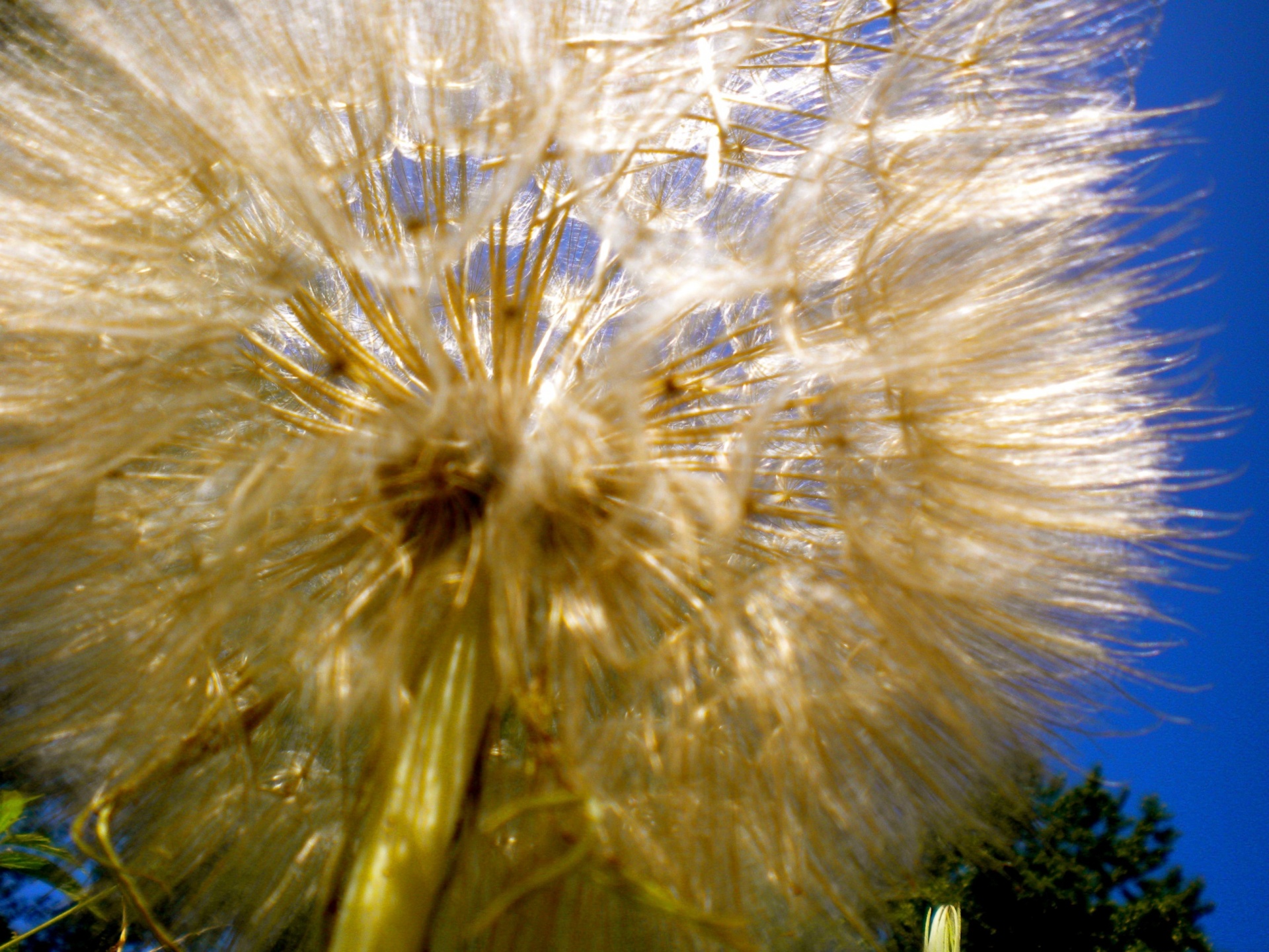 dandelion macro blue sky free photo