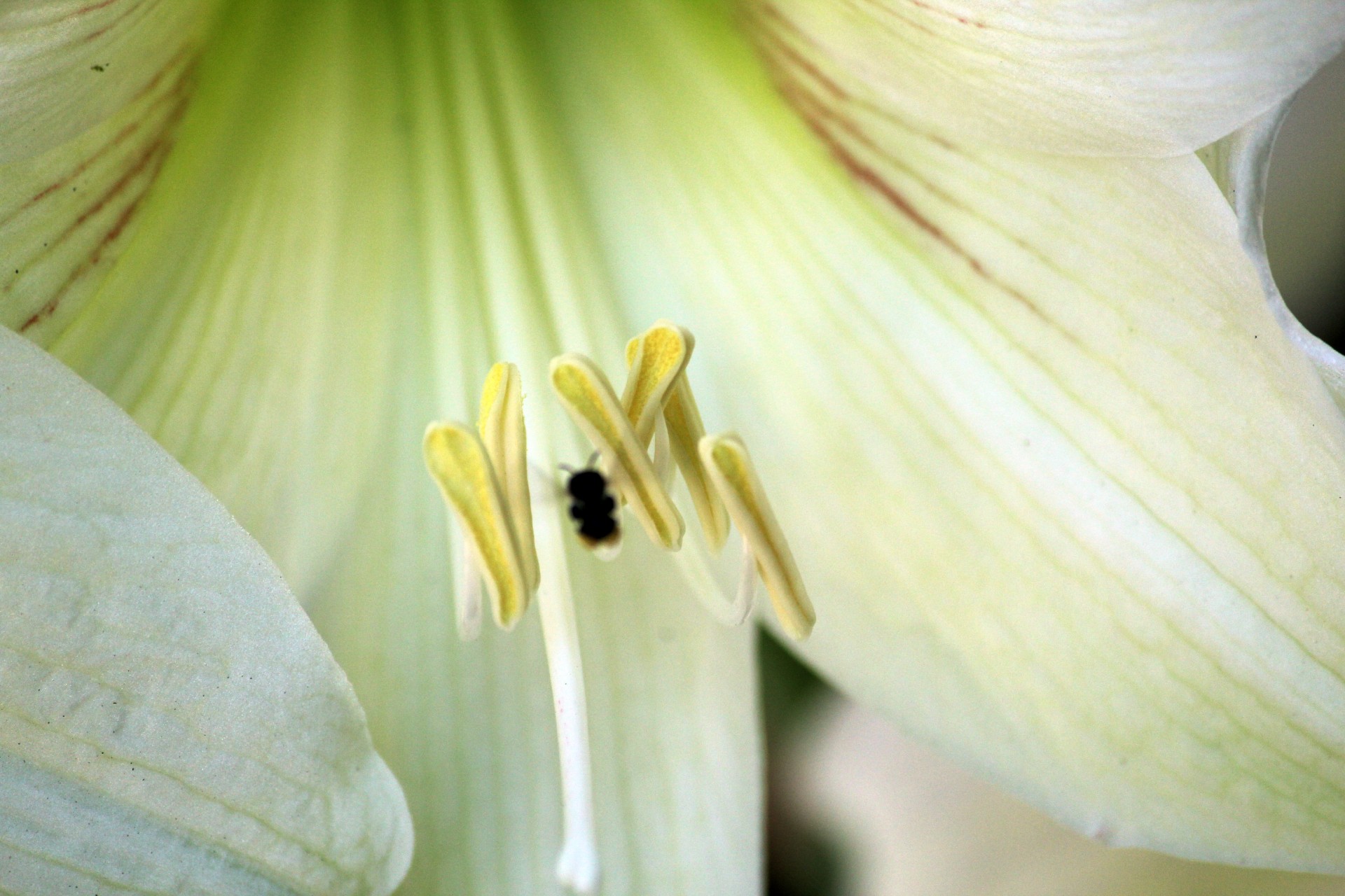 white orchids flower leaves free photo