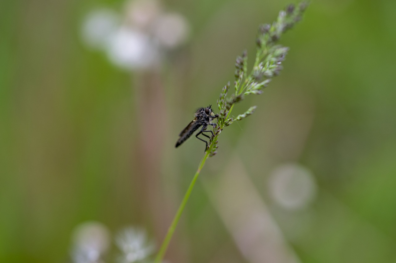 macro photo  nature  halm free photo