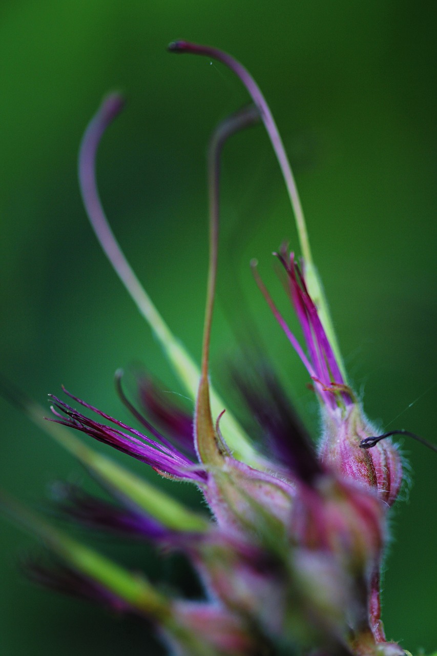 macro photography flowers bud free photo