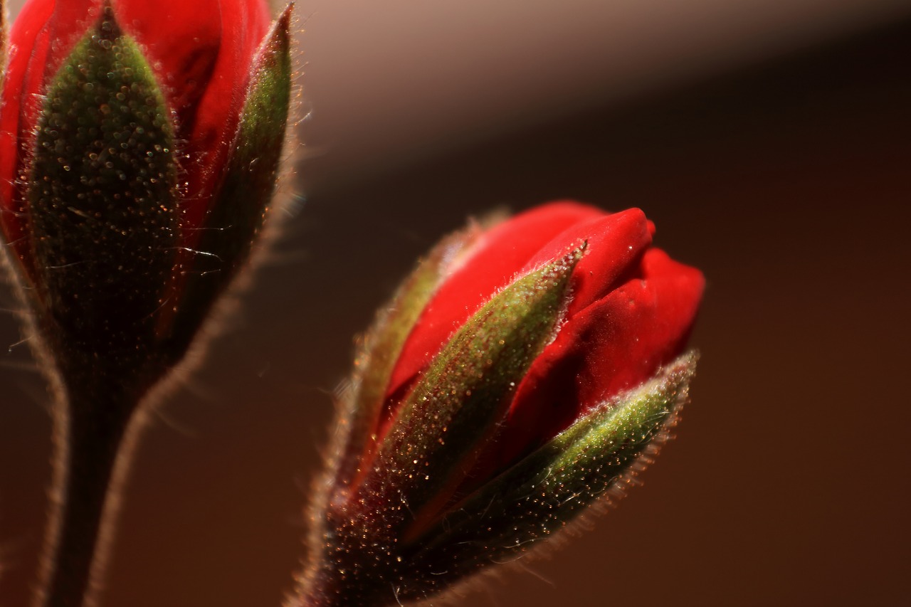 macro photography flower blossom free photo