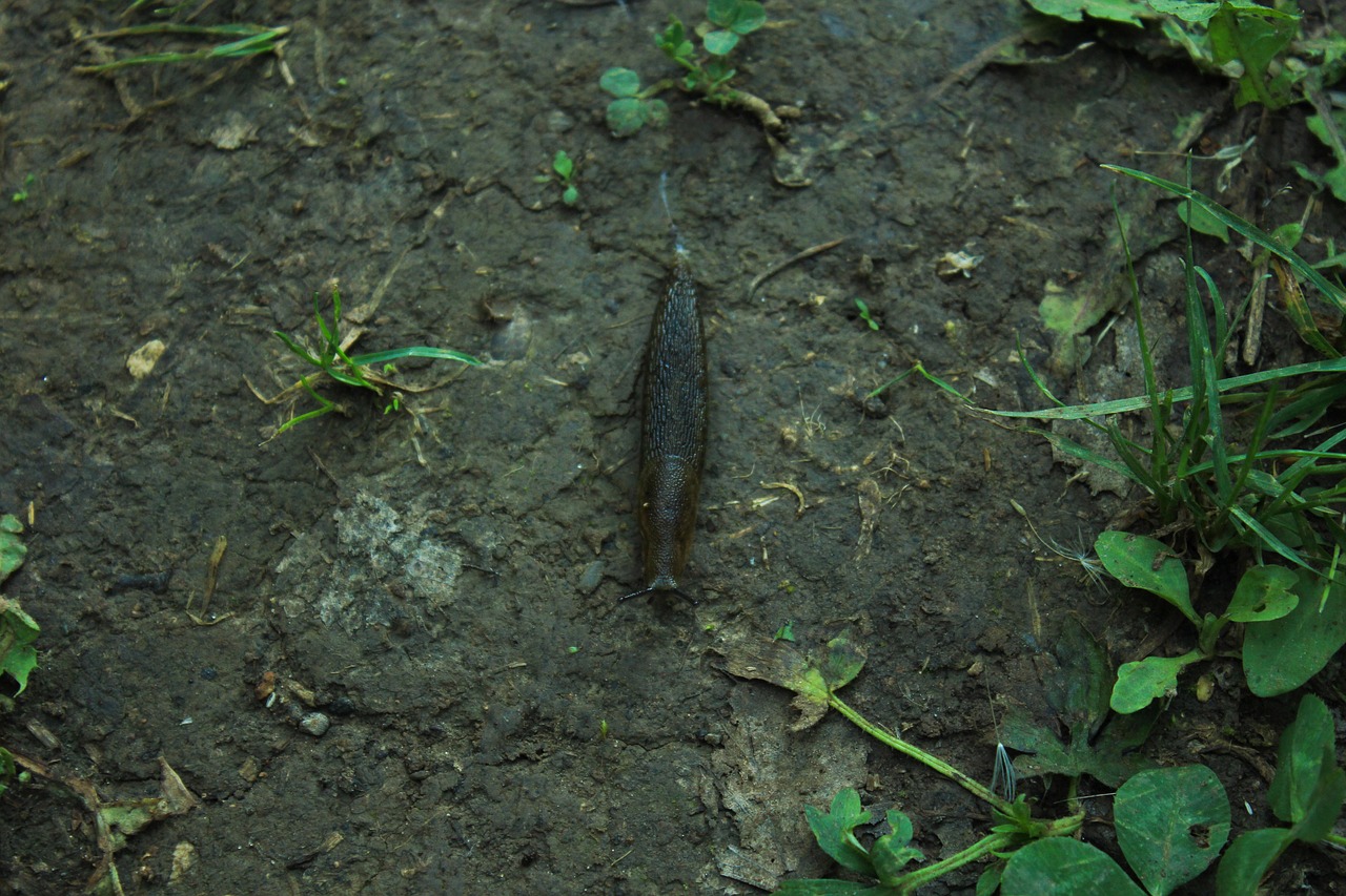 macro photography slug summer free photo