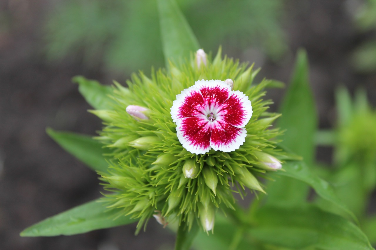 macro photography  plant  closeup free photo