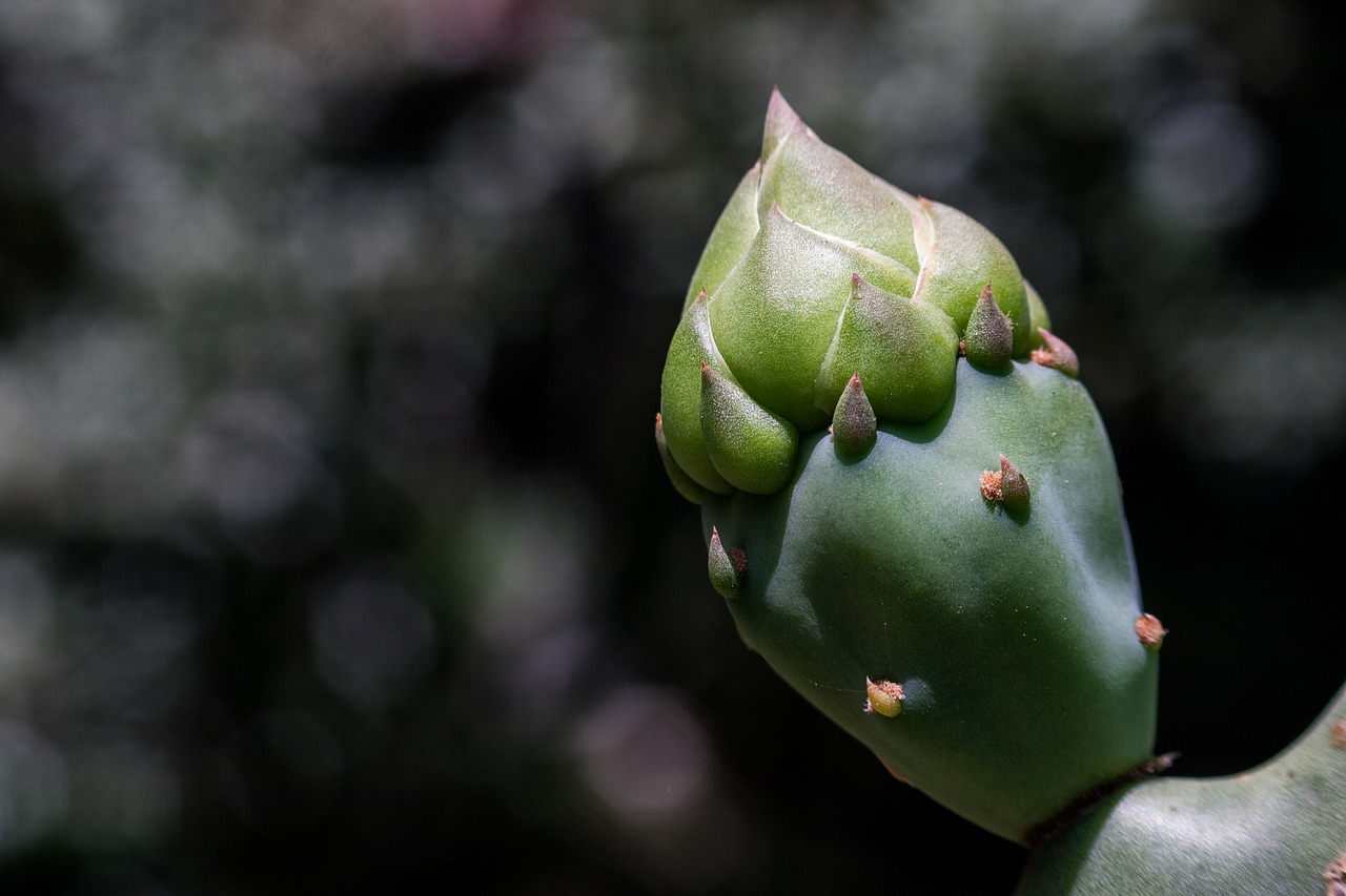 macro photography  cactus  plants free photo