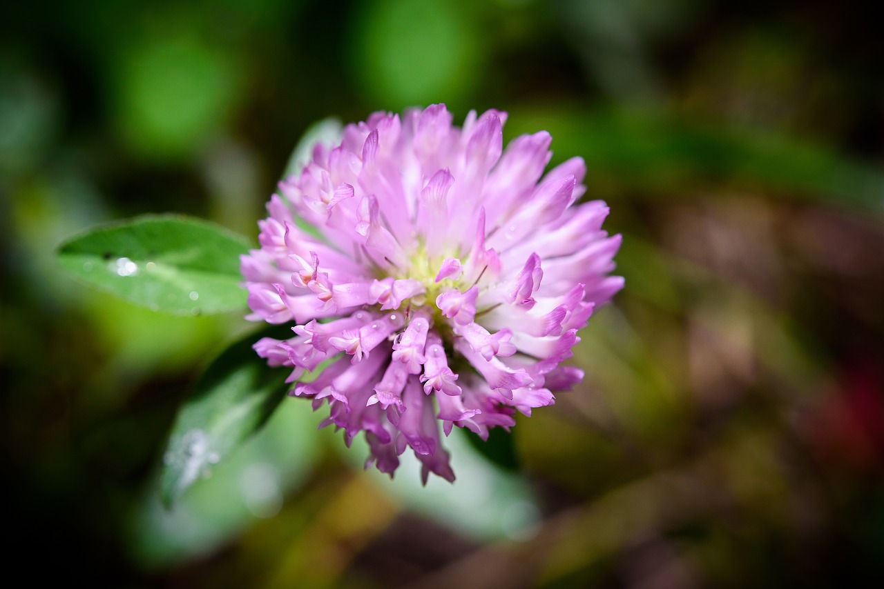 macro shooting flower photo flowers free photo