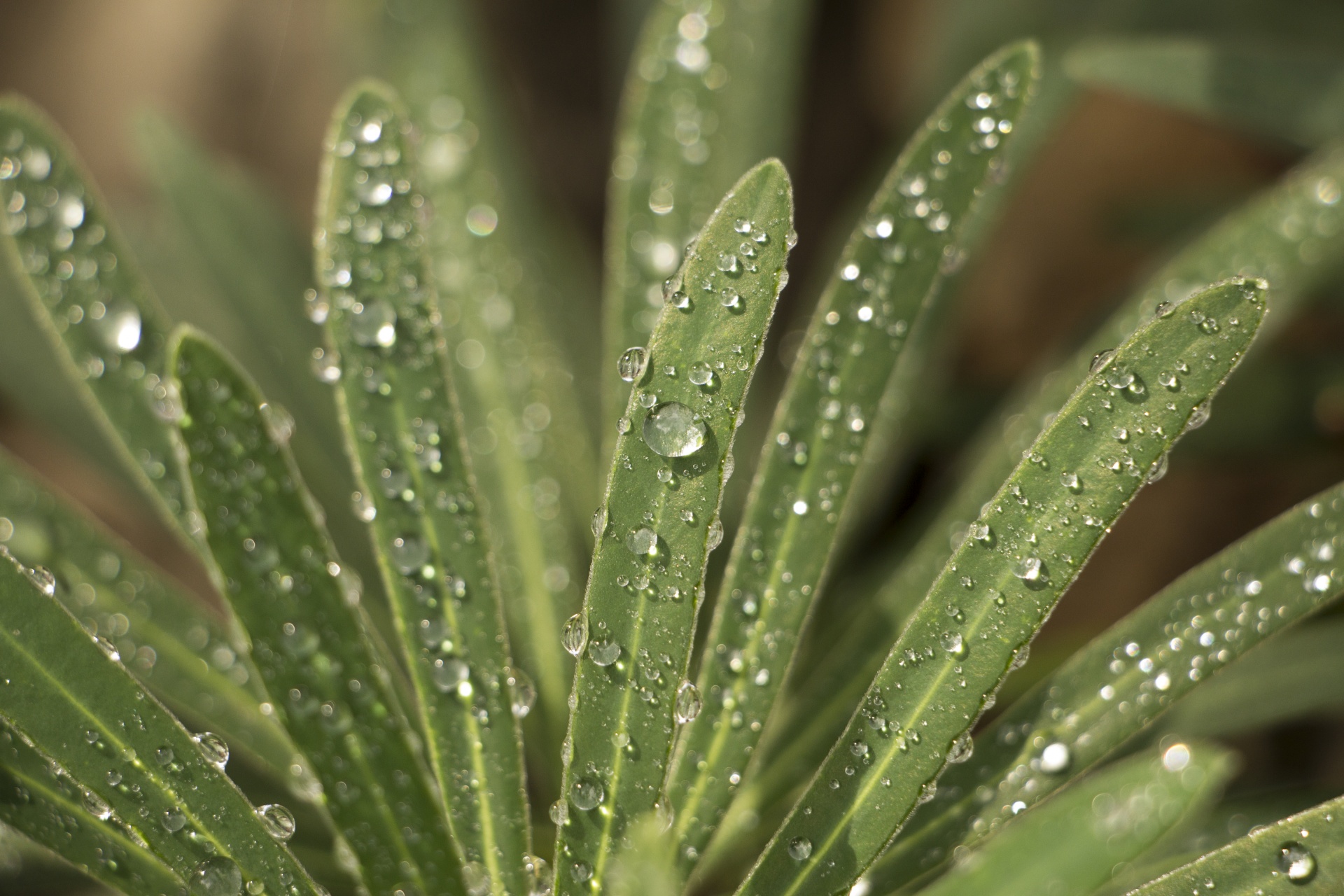 macro drops raindrops free photo