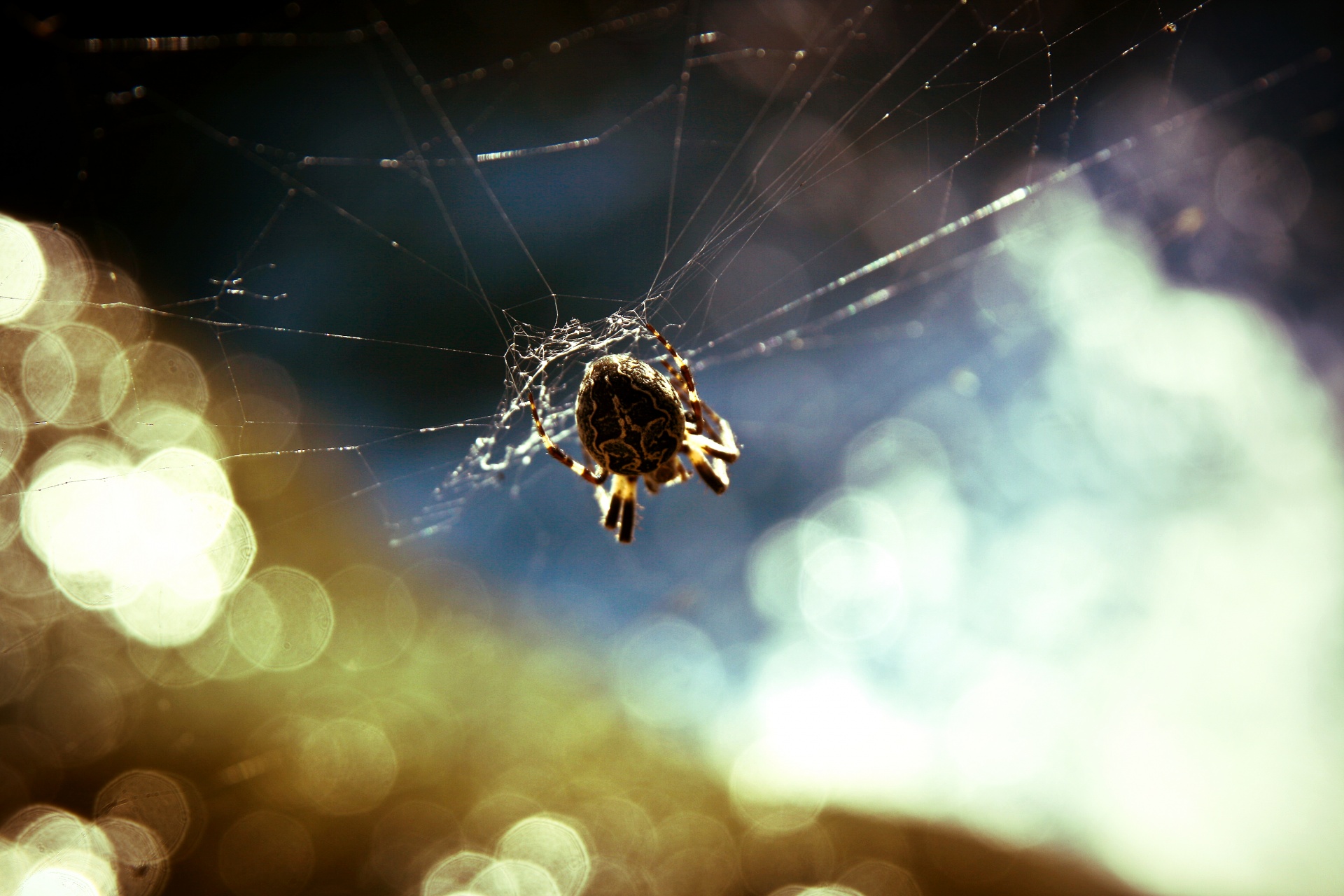 macro spider cobweb free photo