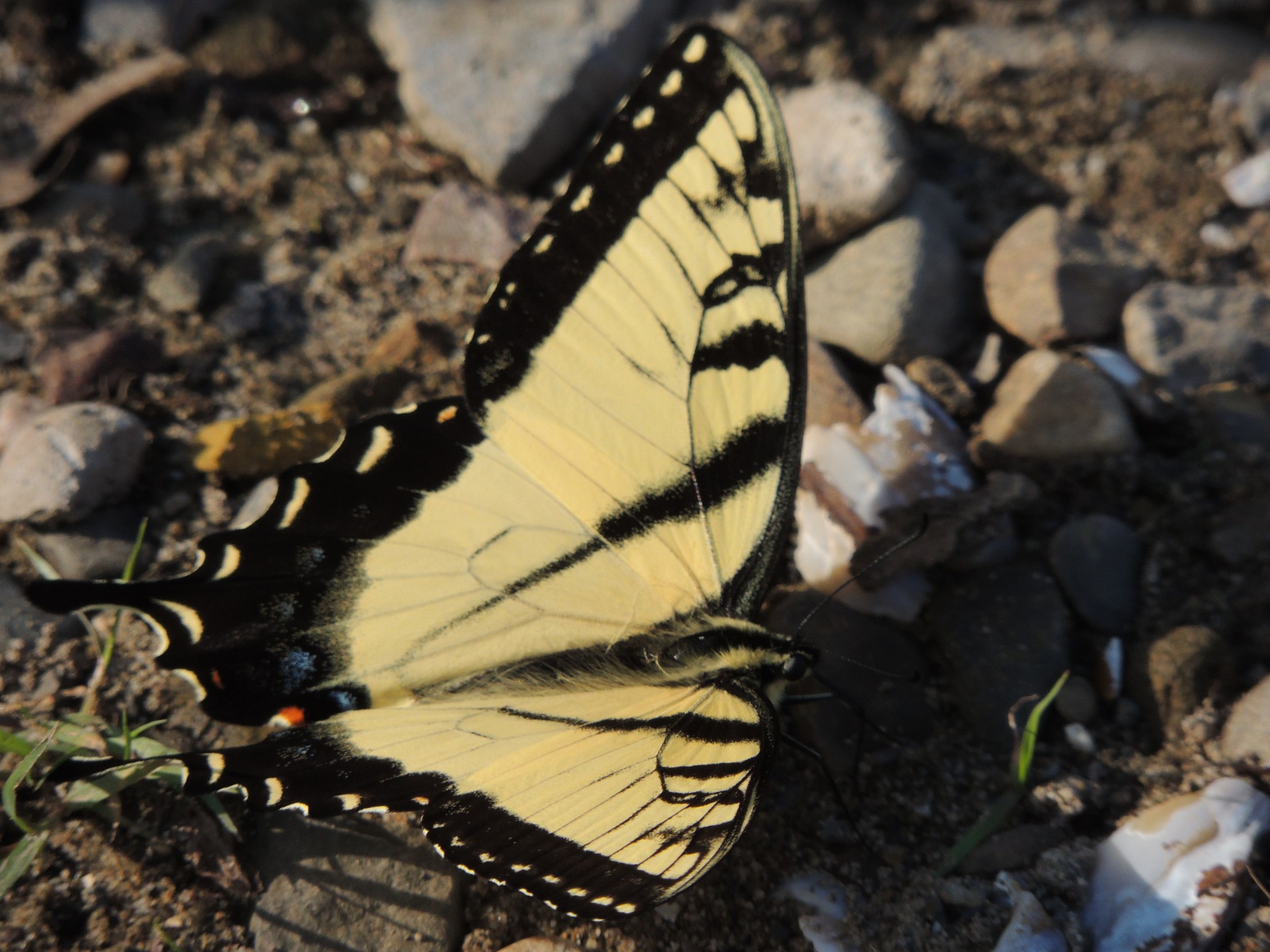 yellow butterfly insect free photo