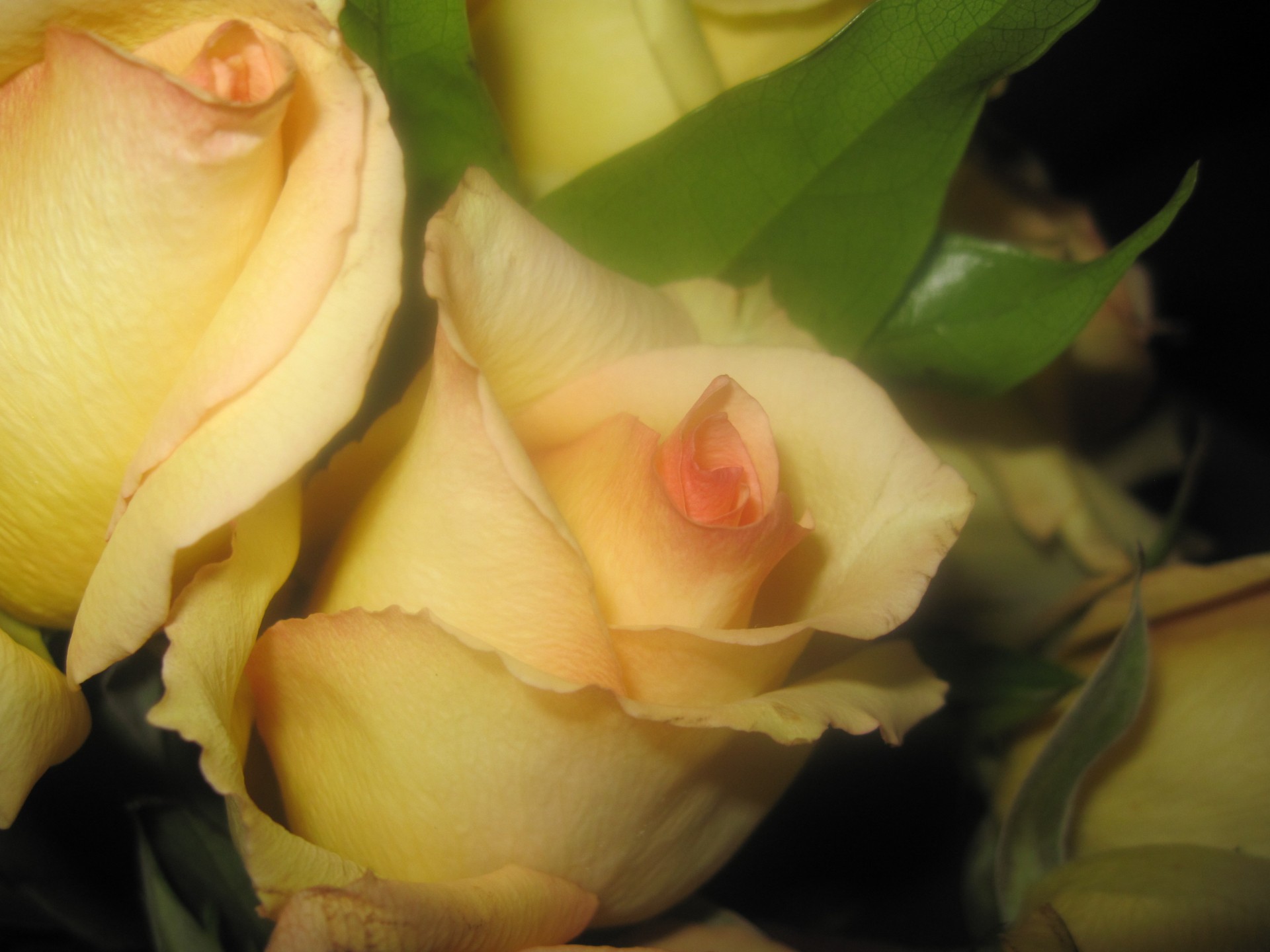 yellow rose love free photo