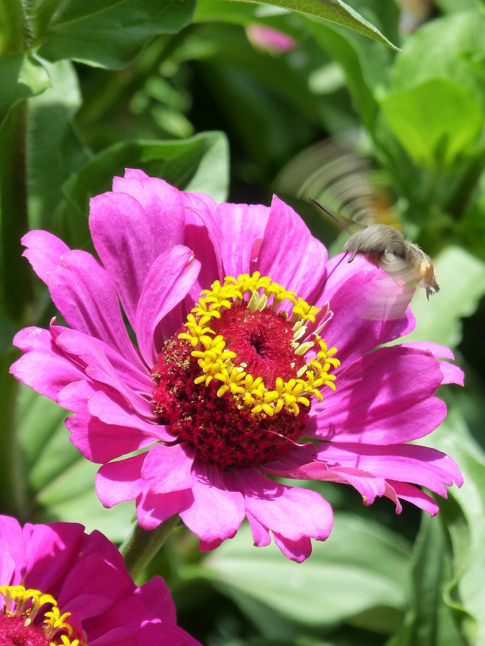 macroglossum stellatarum sphinx hummingbird bufaforats free photo