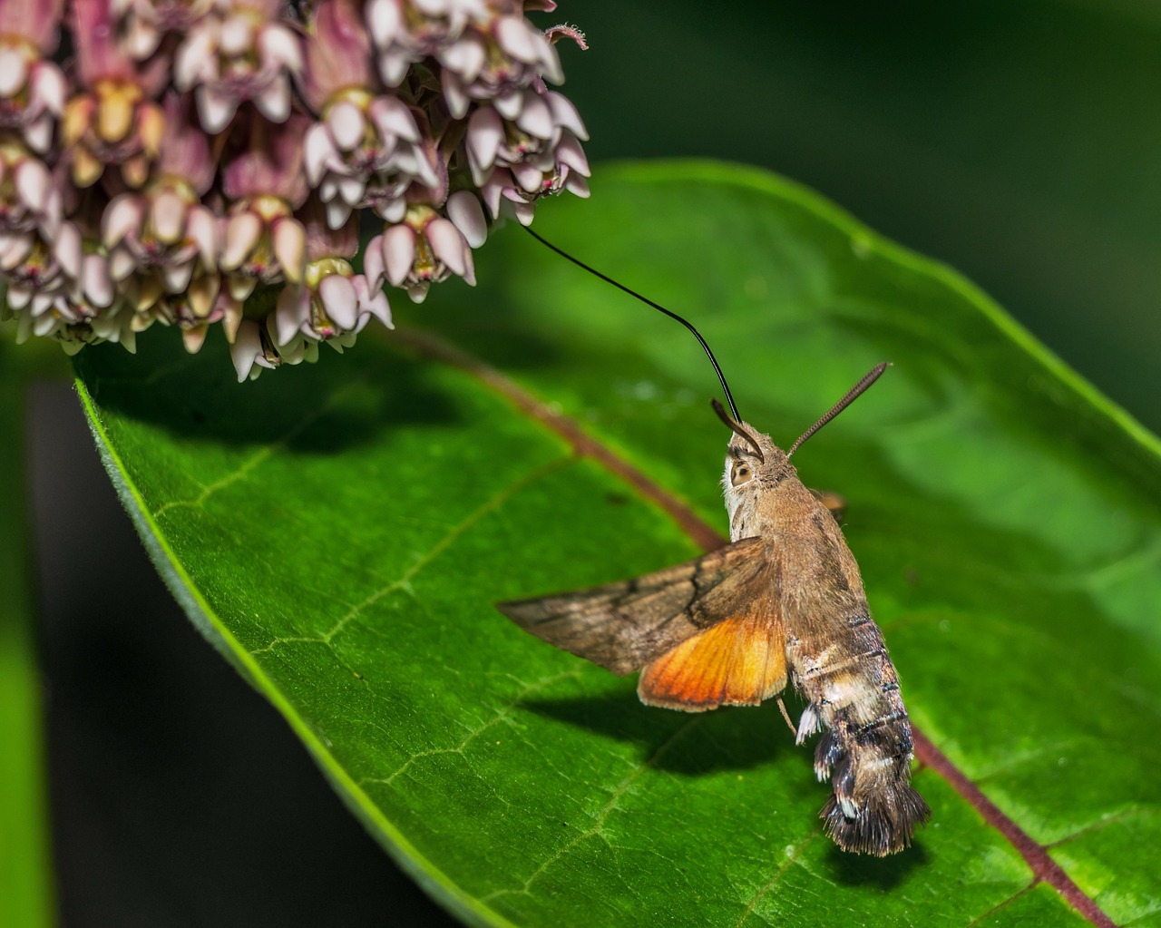 macroglossum stellatarum porcellus porcellus macroglossum stellatarum free photo