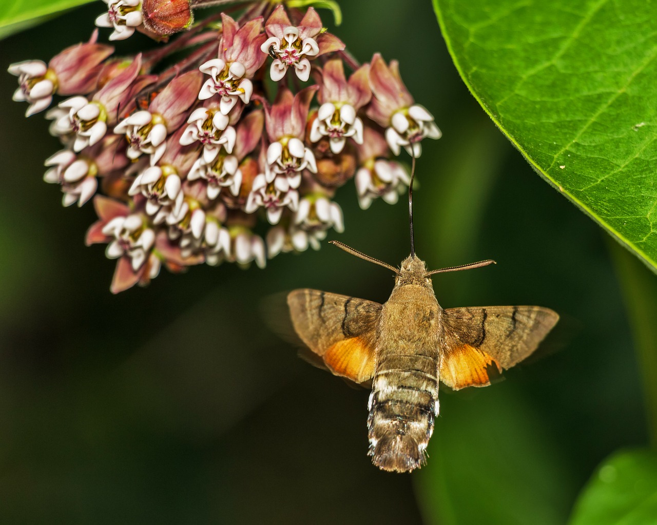 macroglossum stellatarum porcellus porcellus macroglossum stellatarum free photo