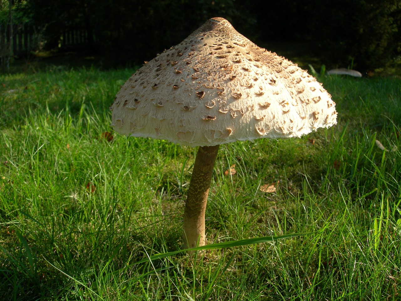 macrolepiota procera mushroom agaric free photo