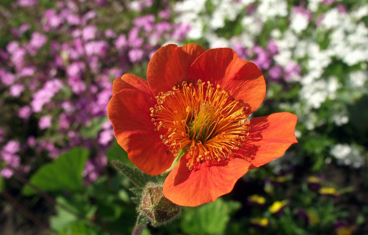 maczek california  red  flower free photo