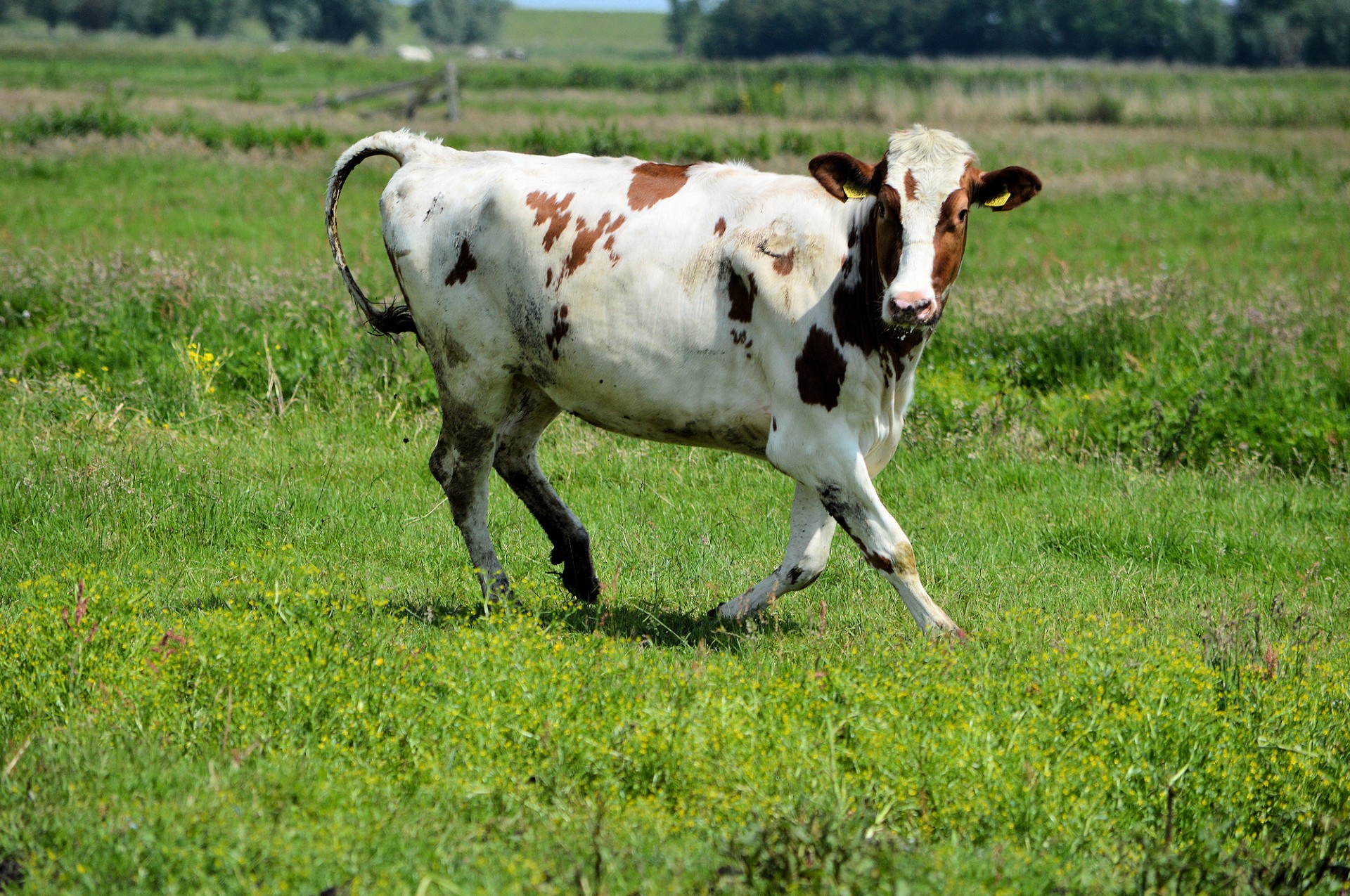 cow happy bull free photo