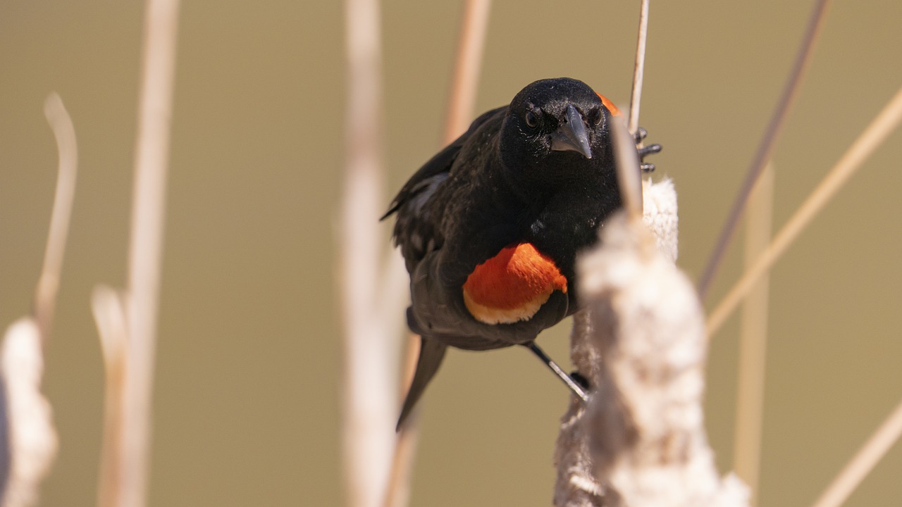 mad redwing blackbird  feathers  reeds free photo