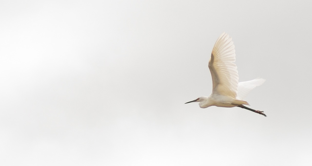 madagascar great egret bird free photo