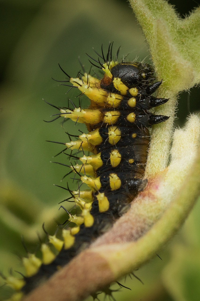 madagascar caterpillar bug free photo