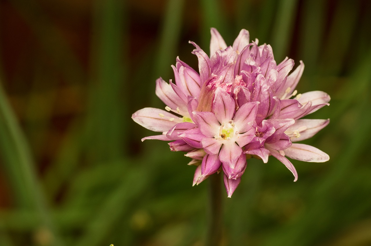 madagascar flower plant free photo